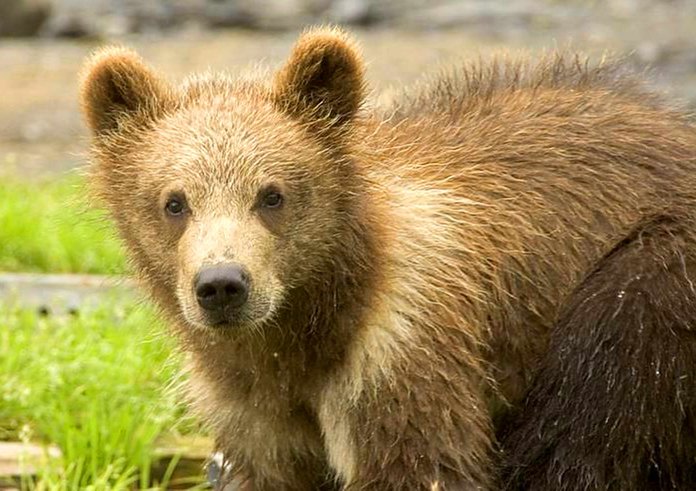 brown-bear-cub-head