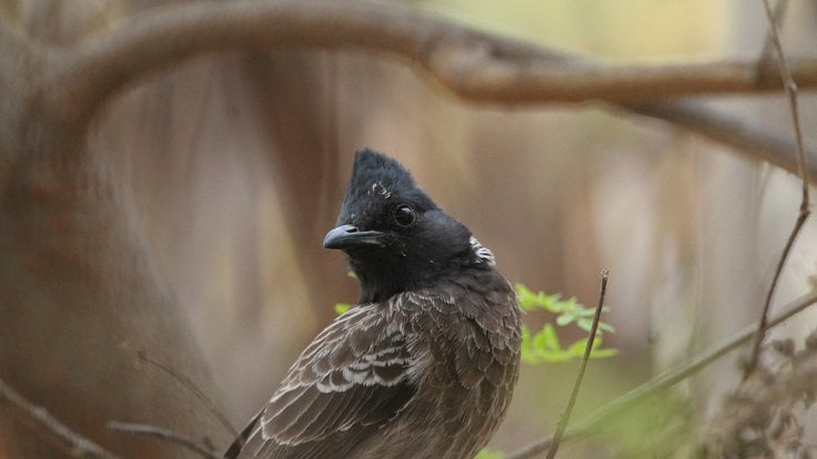 bulbul šupinkový