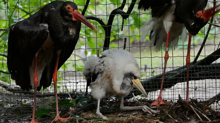 Čapí černí ze Zoo Děčín se i na stará kolena stali rodiči.