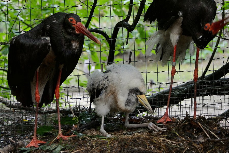 Čapí černí ze Zoo Děčín se i na stará kolena stali rodiči.