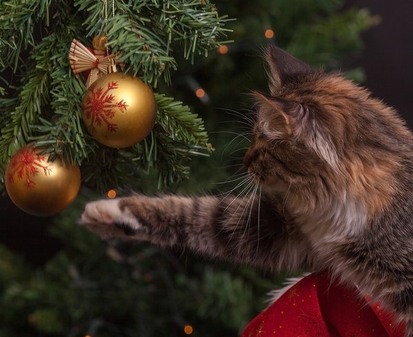 kočka a vánoce