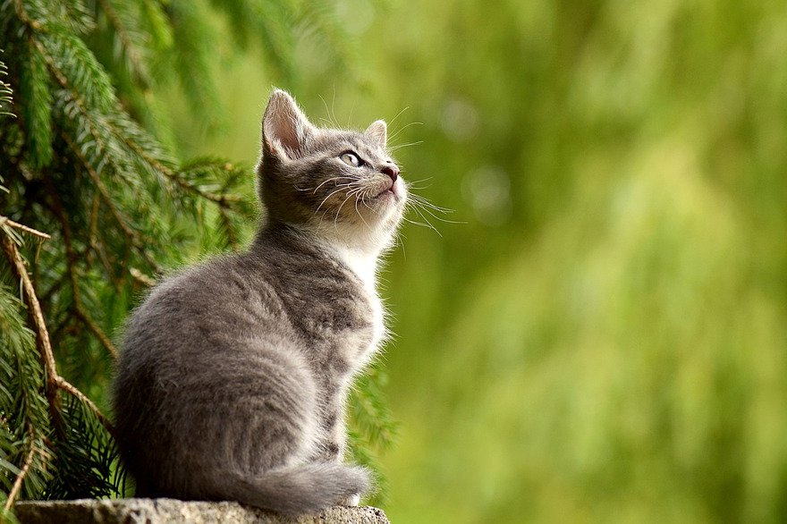 cat-2083492_960_720