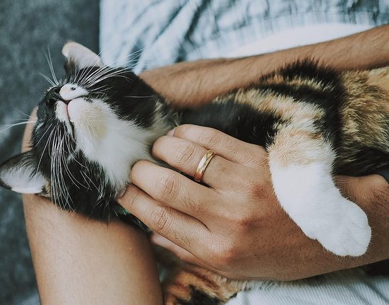 cat-4778387_1280