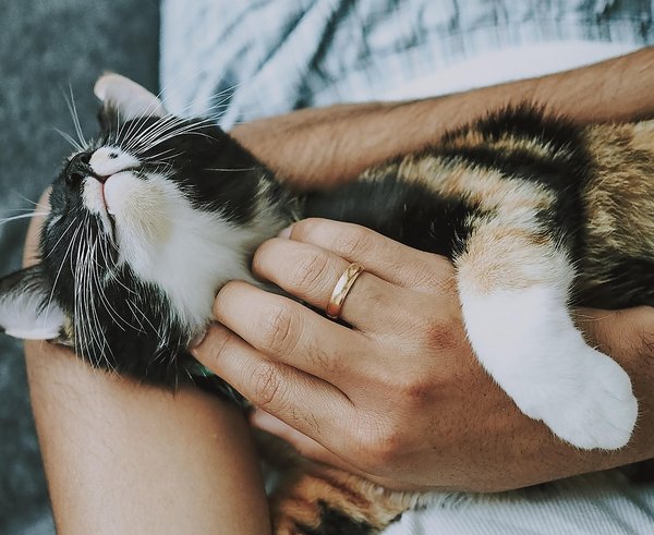 cat-4778387_1280
