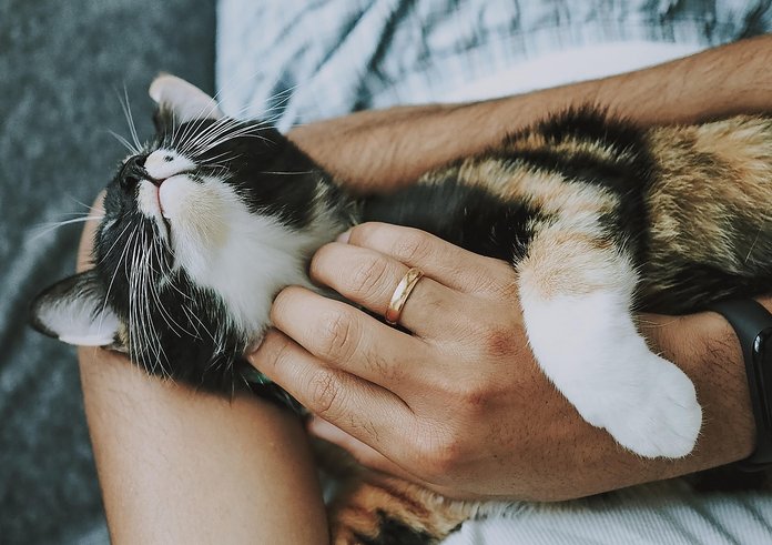 cat-4778387_1280
