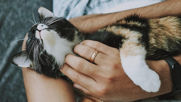 cat-4778387_1280