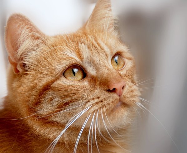 cat-5496162_1280