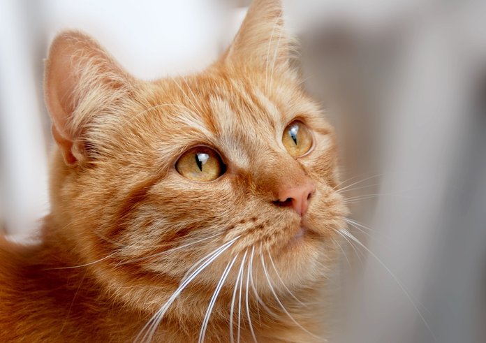 cat-5496162_1280