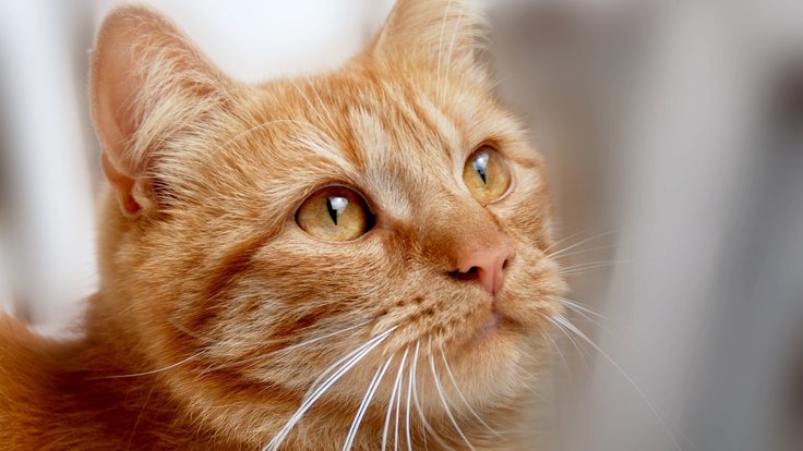 cat-5496162_1280