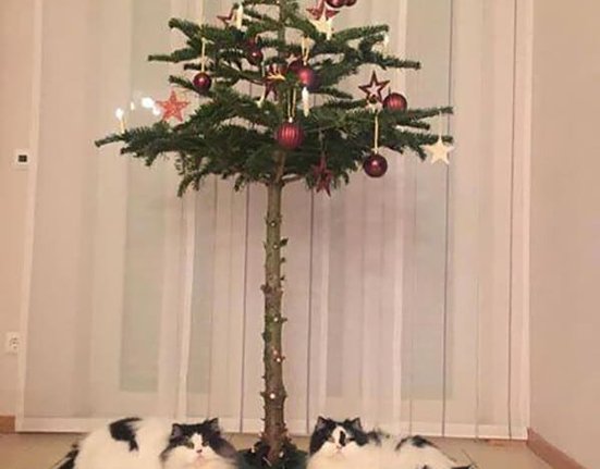 cat-christmas-tree-11.jpg