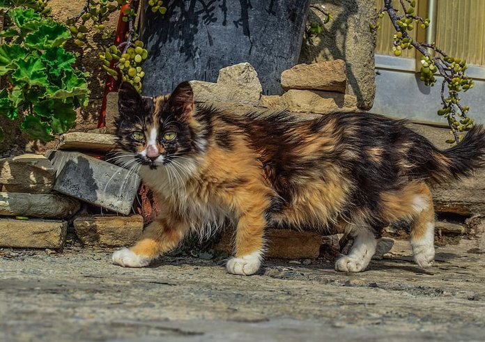 cat-stray-street-animal