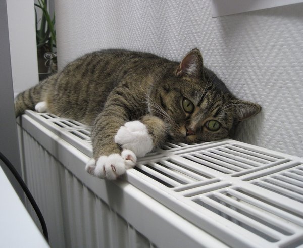 cat_animals_pets_heating-659745