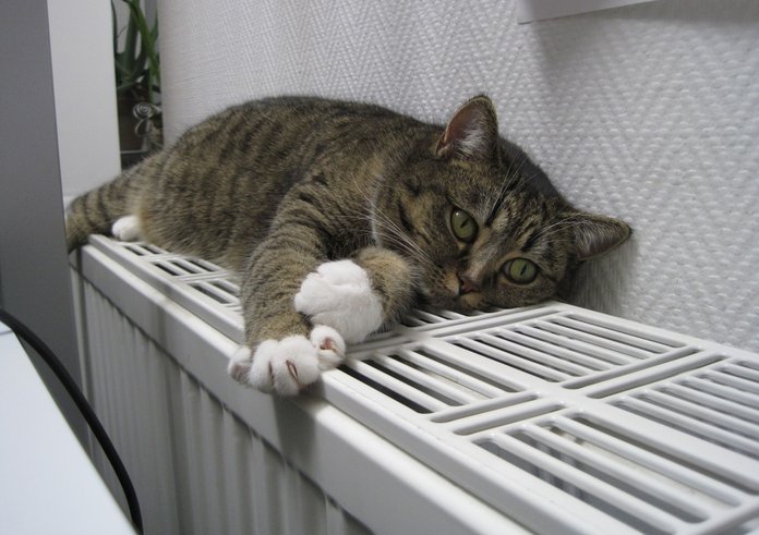 cat_animals_pets_heating-659745