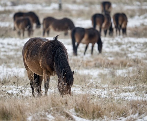 Milovická rezervace