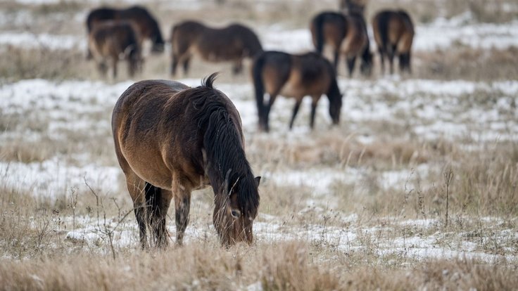 Milovická rezervace