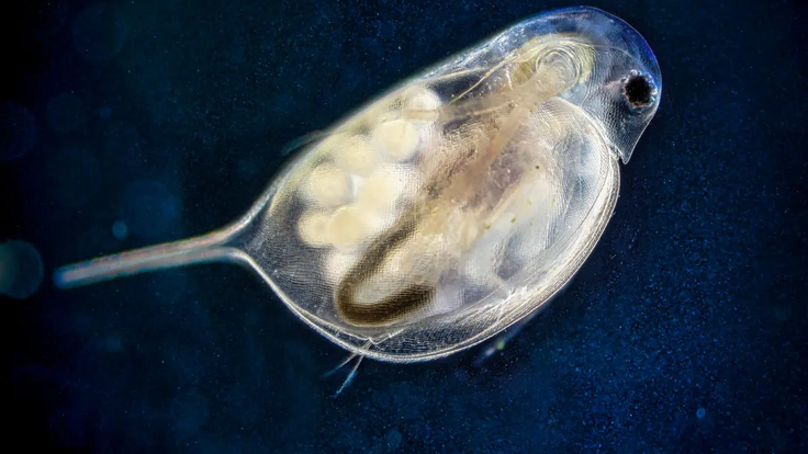 Daphnia inopinata