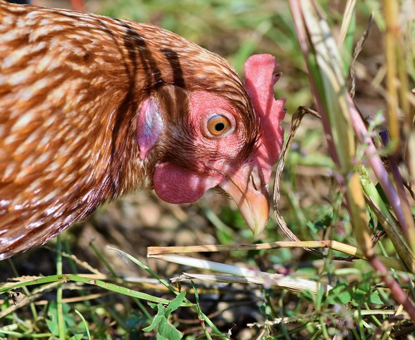 Ptačí chřipka se objevila na Českobudějovicku