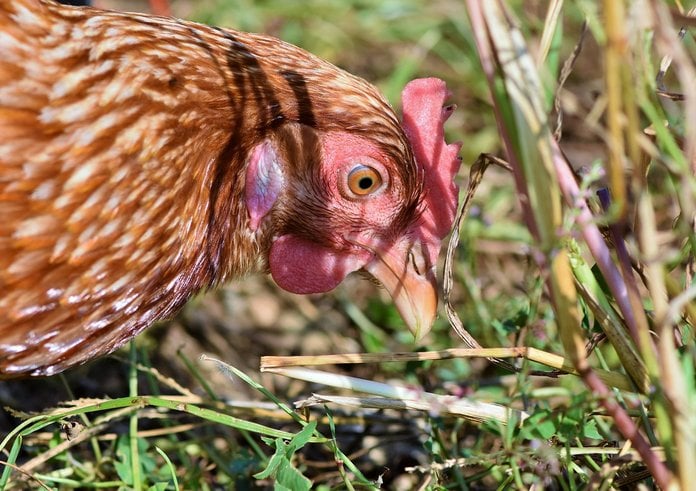 Ptačí chřipka se objevila na Českobudějovicku