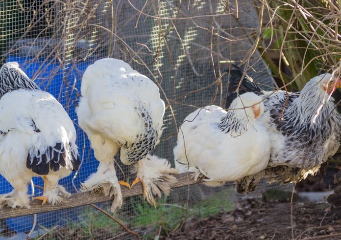 chicken_breed_chicken_bird_agriculture_bill_poultry_farm_animal_husbandry-663333