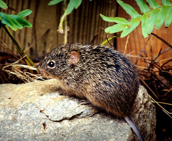 cotton-rat-sigmodon-hispidus