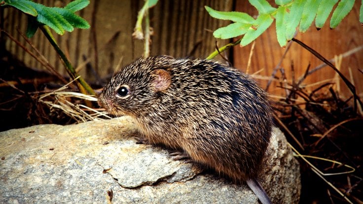 cotton-rat-sigmodon-hispidus