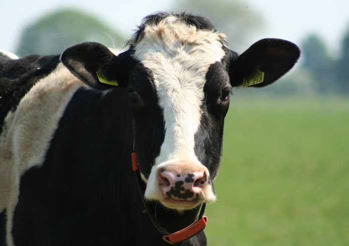 cow-3453895_1280