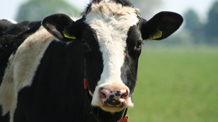 cow-3453895_1280