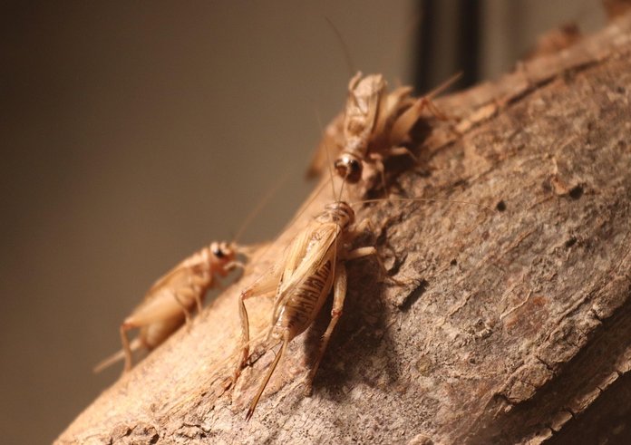 crickets-5997094_1280