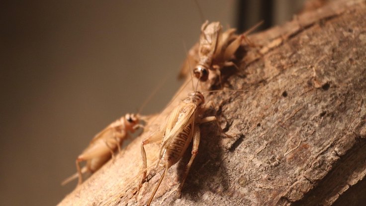 crickets-5997094_1280
