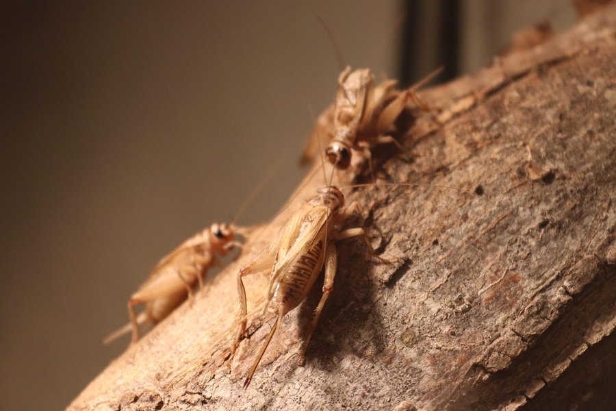 crickets-5997094_1280