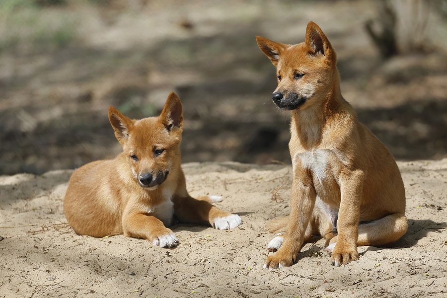 dingos-7180893_1280