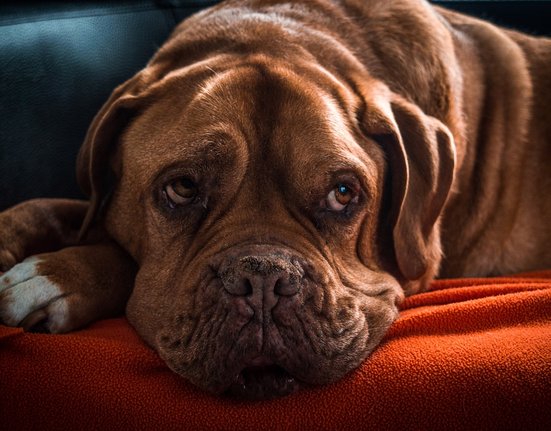 dog-2082484_1280