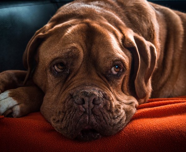 dog-2082484_1280