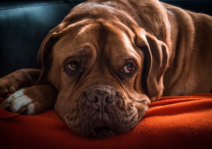 dog-2082484_1280