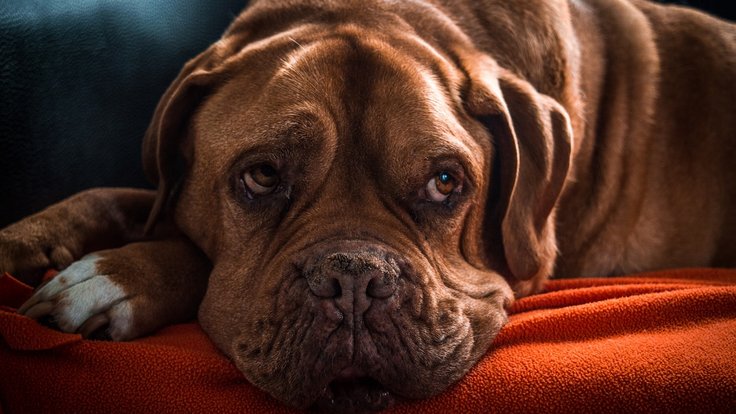 dog-2082484_1280