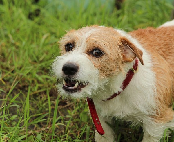 dog-5671546_1280