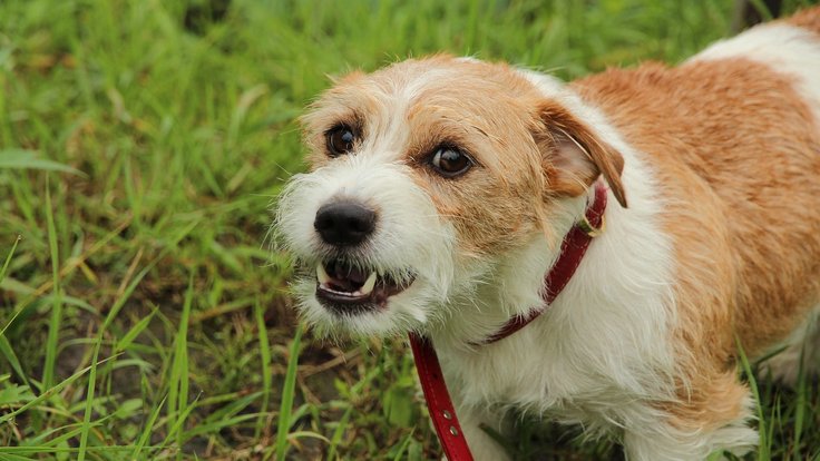 dog-5671546_1280
