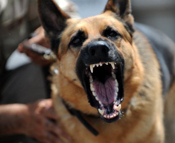 dog-canine-military-standing-portrait-soldier-369273-pxhere.com