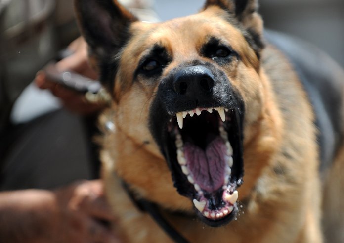 dog-canine-military-standing-portrait-soldier-369273-pxhere.com
