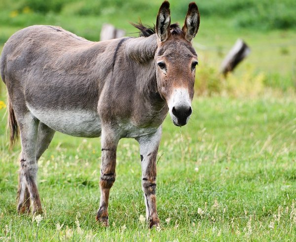 donkey-5459627_1280