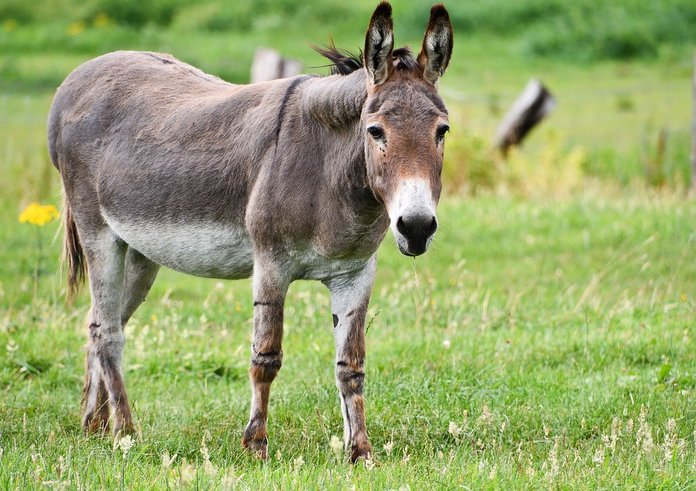 donkey-5459627_1280