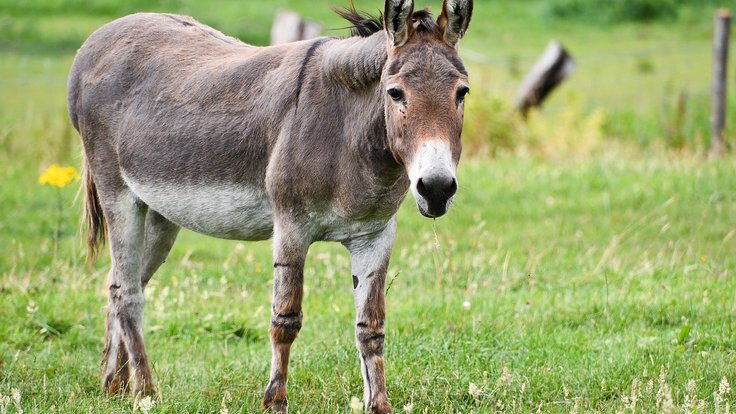 donkey-5459627_1280