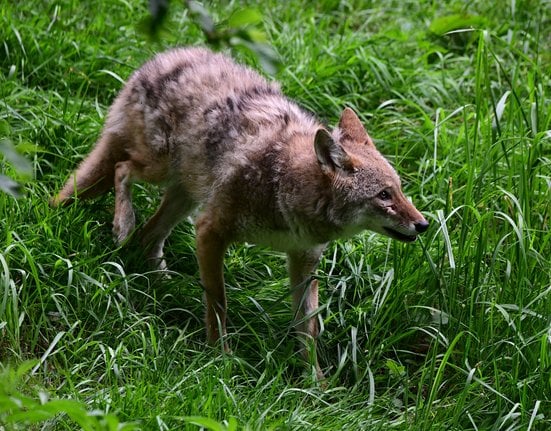 Kojot v Zoo Olomouc.