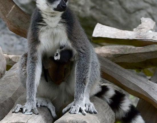 Matka s mládětem lemurů kata.