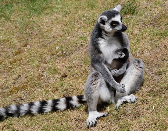 Matka s mládětem lemurů kata.