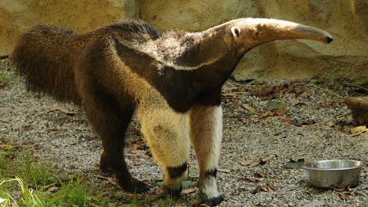 Mravenečník Sylvin v Zoo Olomouc