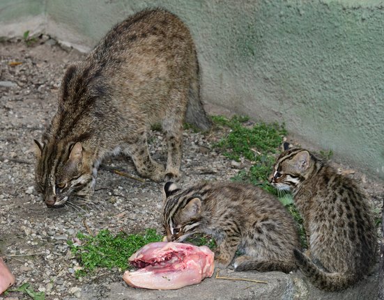 Koťata kočky krátkouché v Zoo Olomouc.