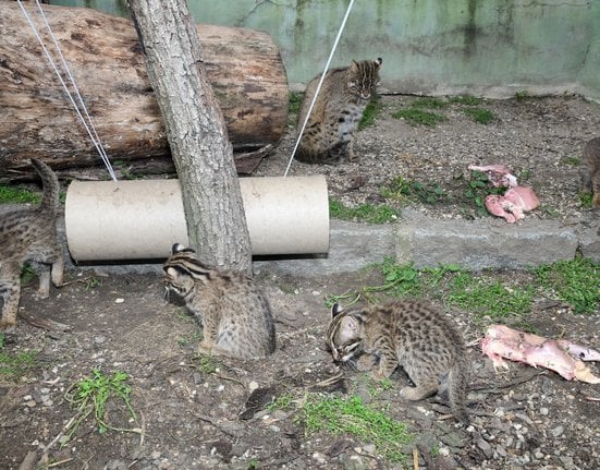 Koťata kočky krátkouché v Zoo Olomouc.