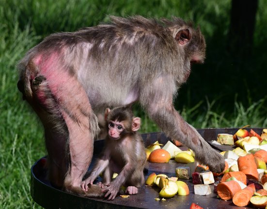 Mládě makaka v Zoo Olomouc.