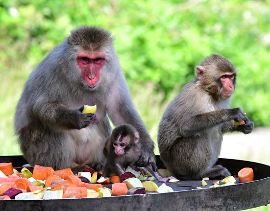 Mládě makaka v Zoo Olomouc.